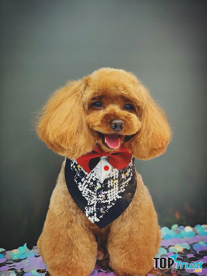 Mimi Pet spa