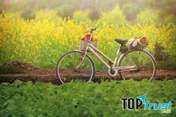 Đắm say mùa cải vàng rực rỡ