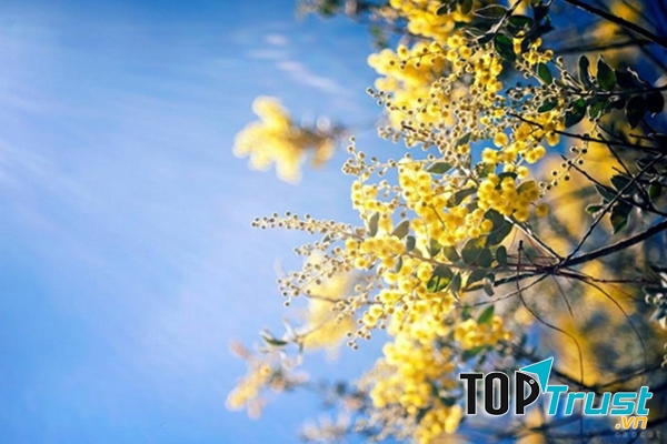 Mimosa bừng sáng một góc trời