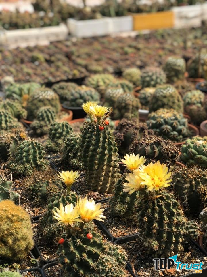 Mini Shop Xương Rồng Cần Thơ