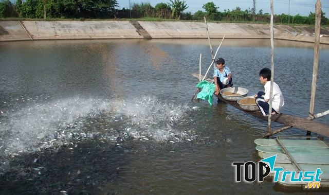 Mô hình vườn-ao-chuồng