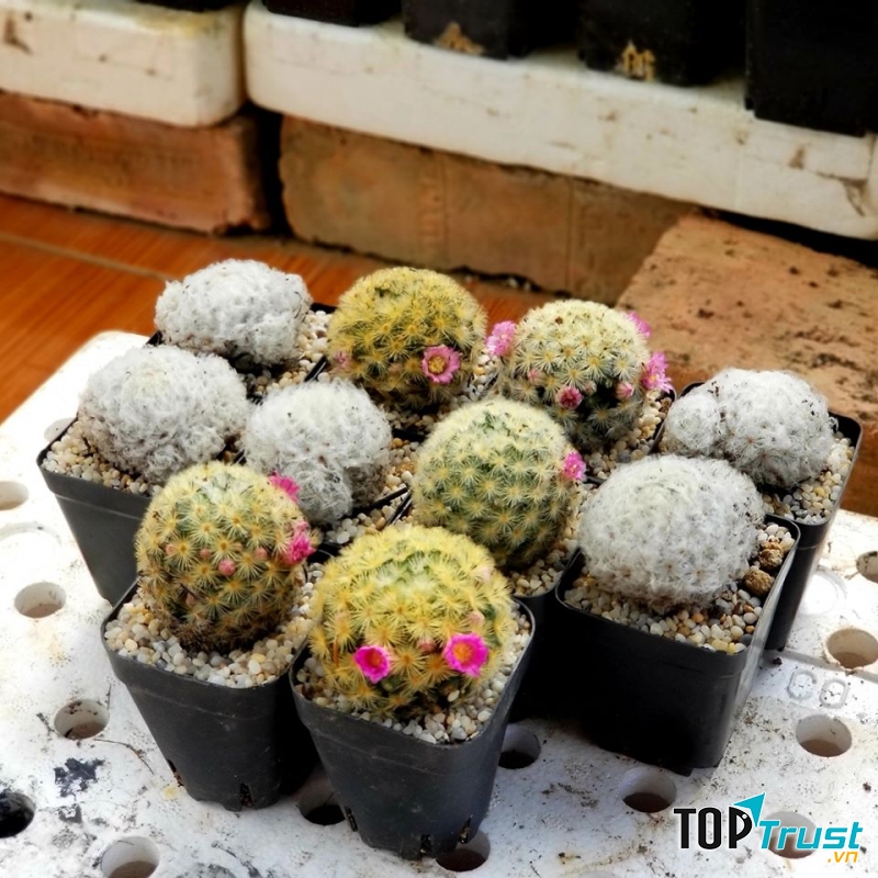 Mộc Cây Cảnh, Sen Đá, Xương Rồng Huế