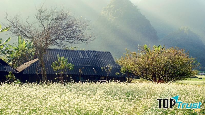 Mùa hoa ban nở trắng trời