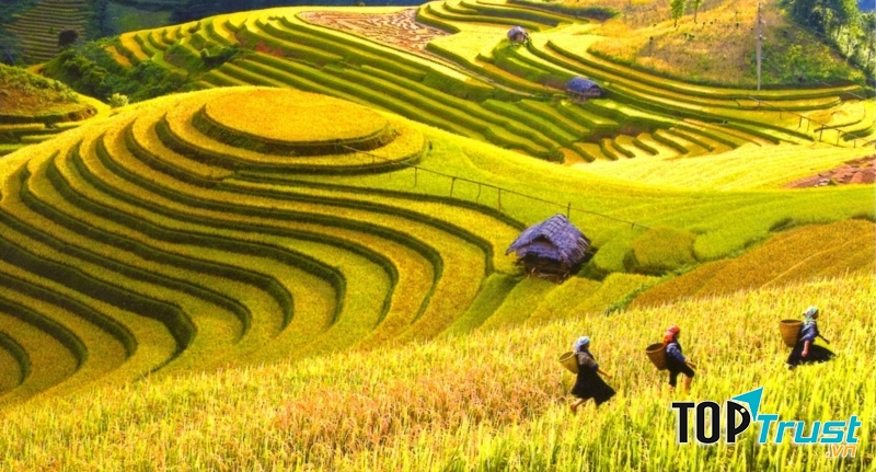 Vẻ đẹp nên thơ, lãng mạn của Mộc Châu mùa lúa chín