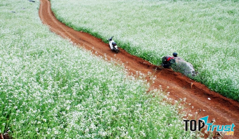 Mộc Châu - Sơn La (Cách Hà Nội hơn 200km).