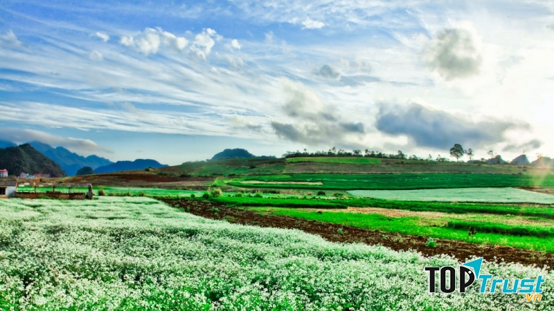 Cánh đồng hoa bất tận giữa thảo nguyên xanh bạt ngàn làm dậy lên tâm hồn hòa mình với thiên nhiên của bạn trẻ