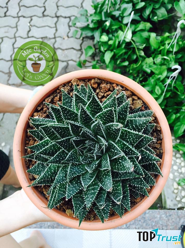 Mộc Garden Đà Nẵng