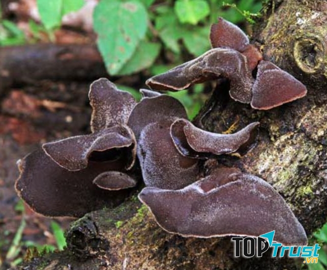 Không ăn mộc nhĩ tươi