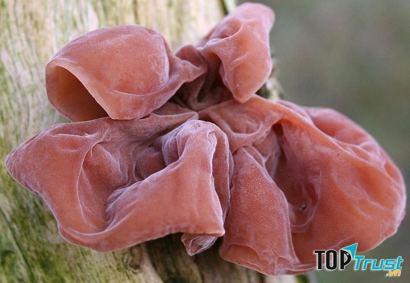 Mộc nhĩ tươi thường sống tại  nơi gỗ mục ướt