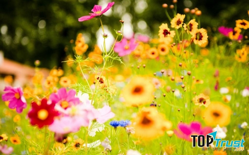 Mỗi một vết thương đều là một sự trưởng thành.