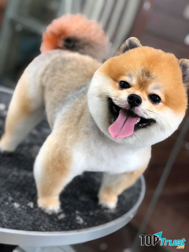 MoMo Pet Shop & Grooming