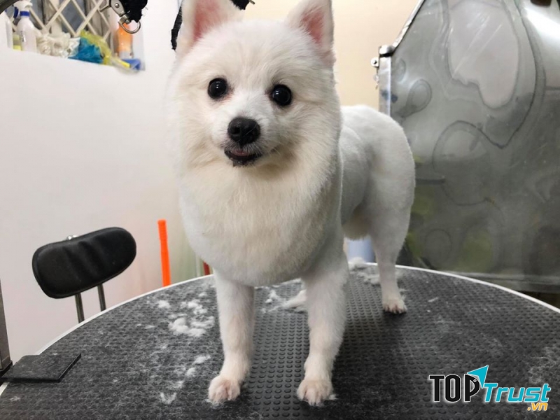 MoMo Pet Shop & Grooming