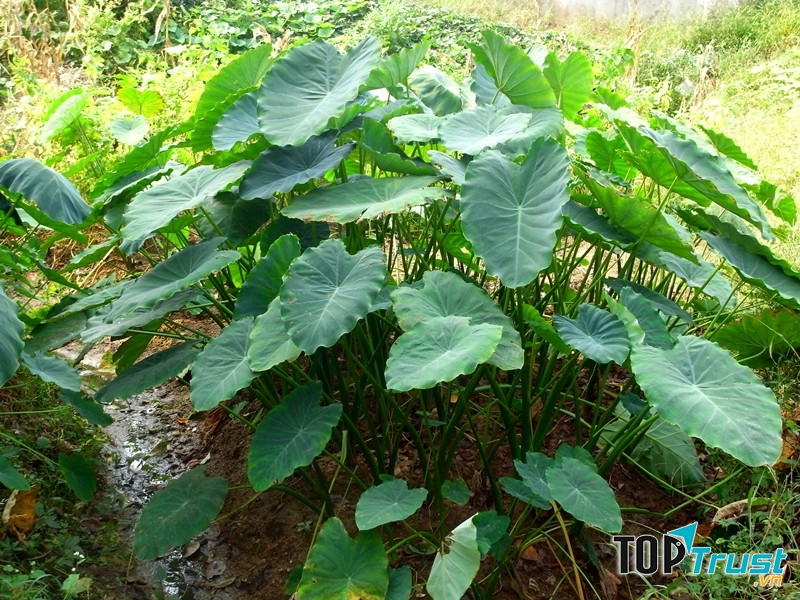 Cây môn nước