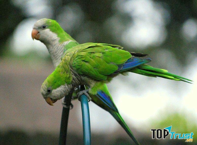 Monk Parakeet là tên của loài chim Yến Phụng hay là chim vẹt Thầy Tu