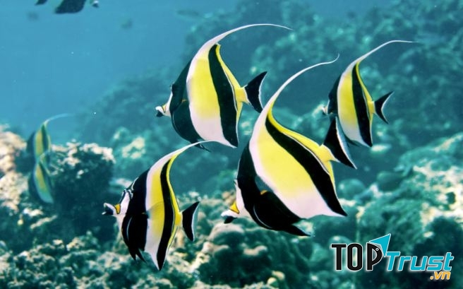 Moorish Idol