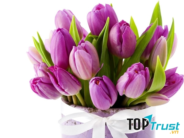 Bó hoa tulip tặng nàng