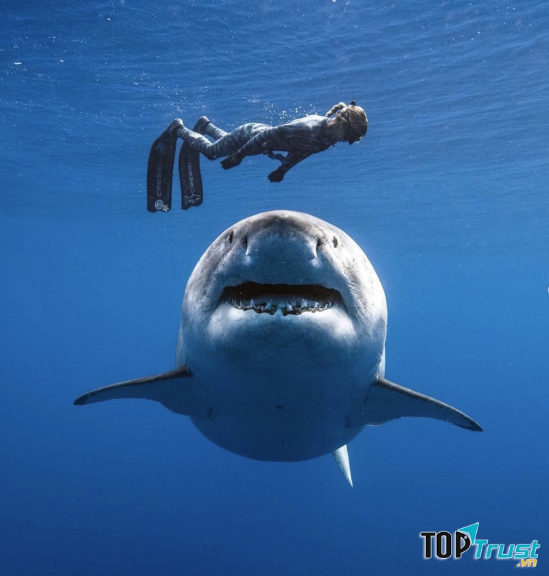 Người thợ nặn và chú cá mập trắng tại biển Hawaii