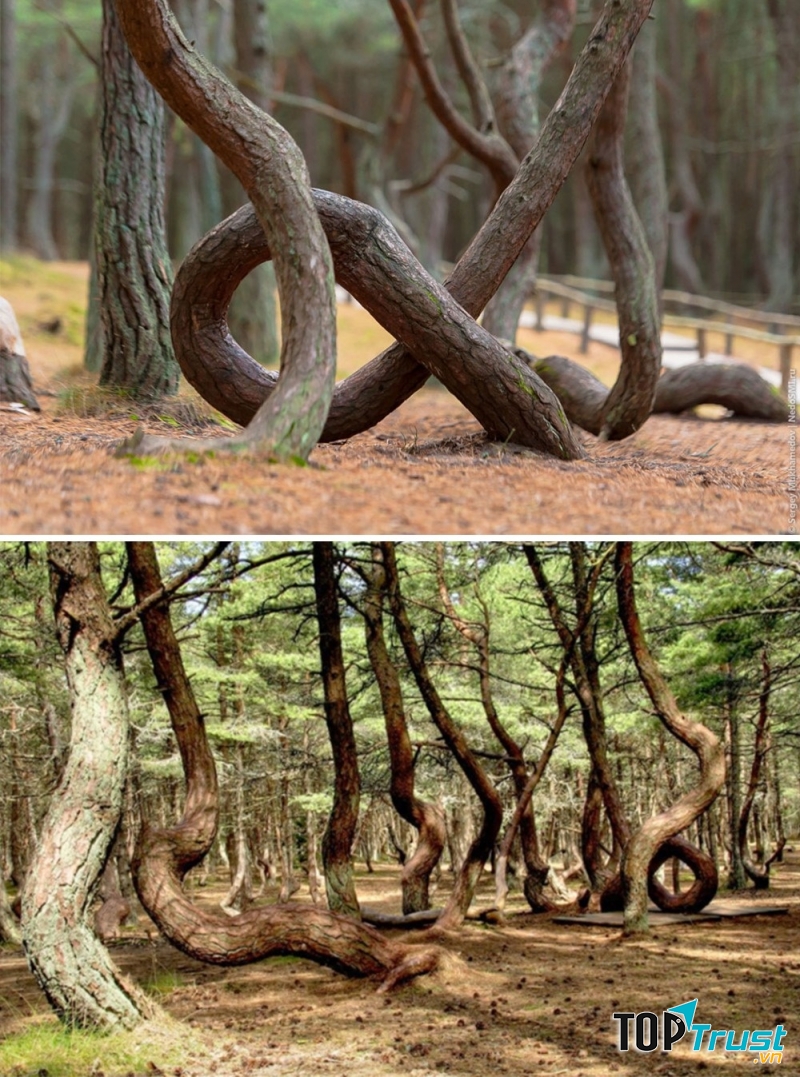 Một khu rừng khiêu vũ