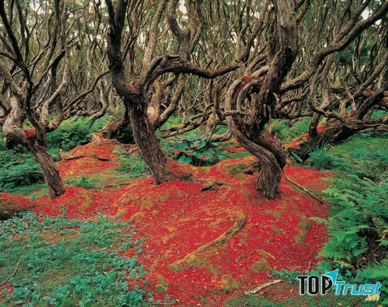 Một khu rừng khiêu vũ