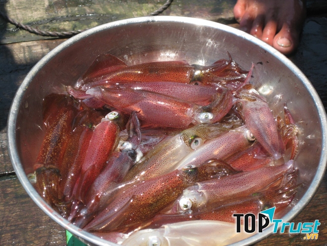 Mực câu ở Cát Bà