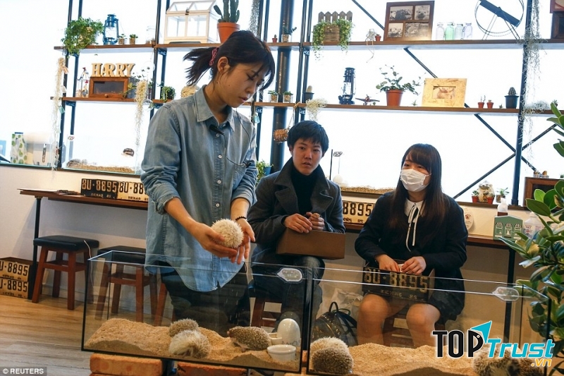 Ms Bunny là một quán cà phê thỏ