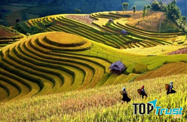 Khắp nơi đã trải dài, vàng rực một màu lúa chín