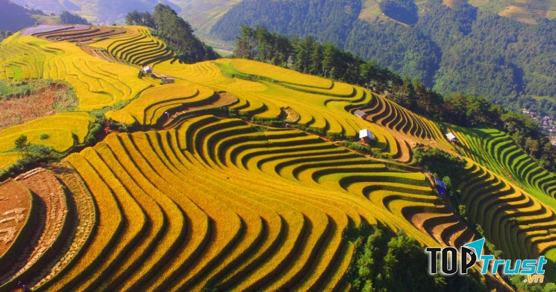 Mù Chang Cải - Mùa lúa chín