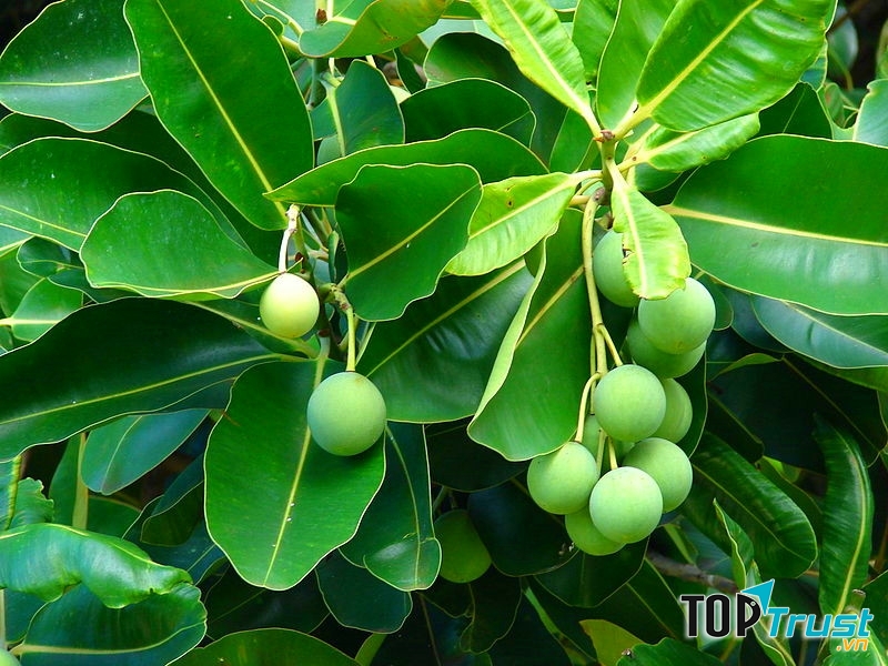 Qủa mù u