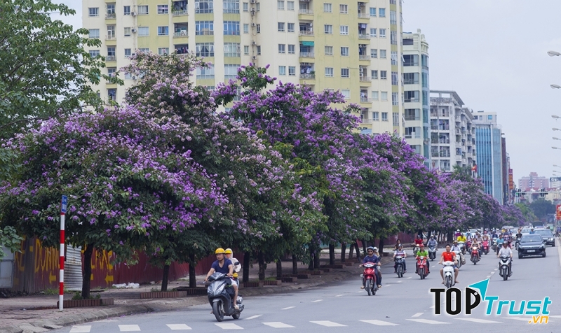 Mùa Hoa bằng lăng