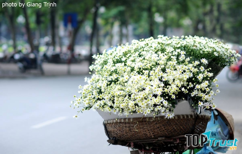 Mùa hoa cúc họa mi