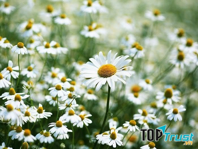 Mùa hoa cúc họa mi