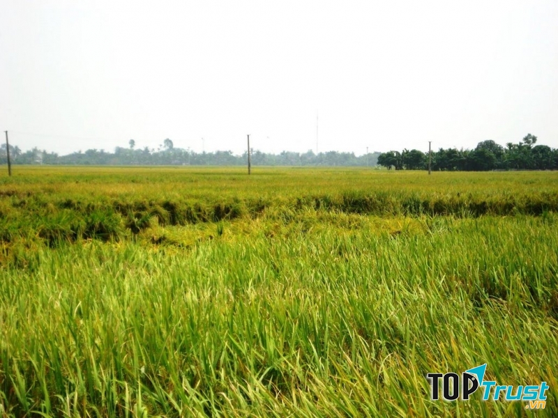 Mọi vật như bừng tỉnh sau cơn dông.