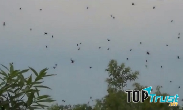 Mưa động vật