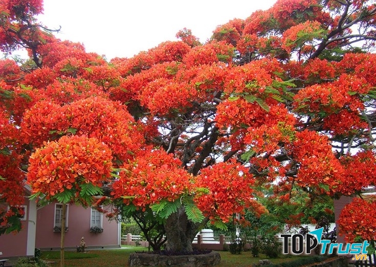 Phượng nở đỏ cả một vùng trời, từng chùm từng chùm như những đốm lửa nhỏ.