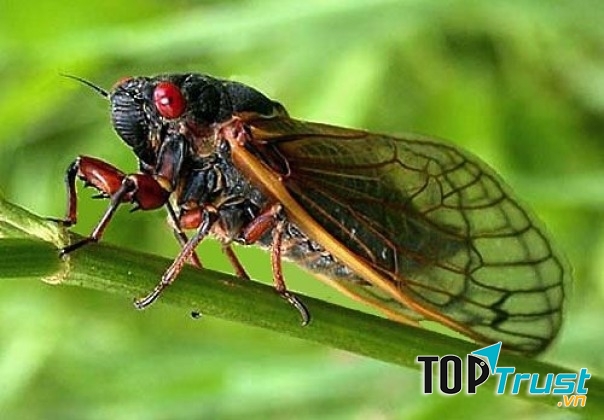 Dù bạn có đến bất kì một ngóc ngách nào, bạn cũng có thể nghe thấy tiếng ve kêu.