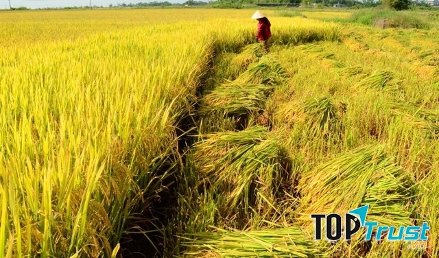 Mùa hè đến cũng là lúc làng quê đang vào vụ gặt.