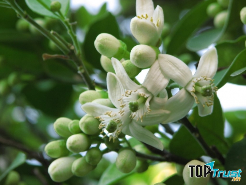 Bạn nhớ hương cau, hương bưởi thoang thoảng mỗi buổi sớm thức dậy.