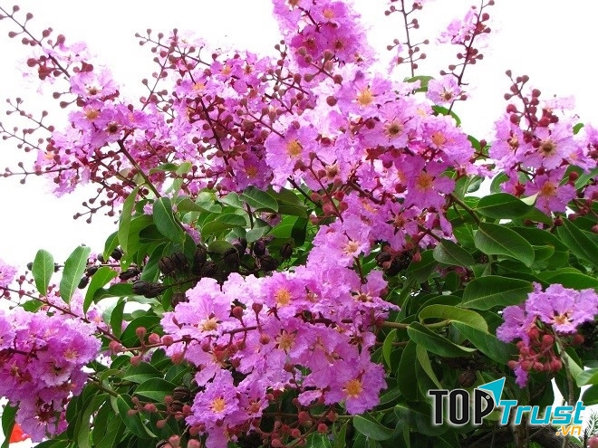 Mùa hè đến, hoa bằng lăng nở tím cả con đường đến trường của em.