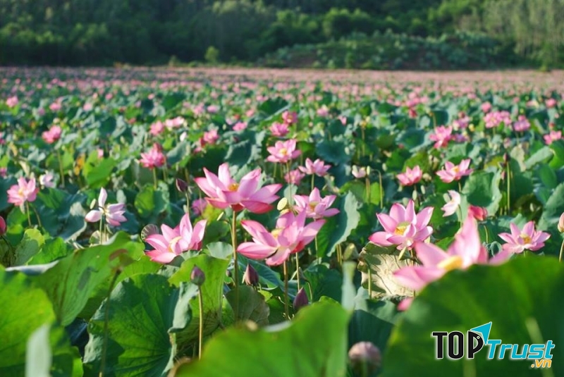 Những ao sen cũng bắt đầu hé nụ, chờ đến ngày nở hoa.