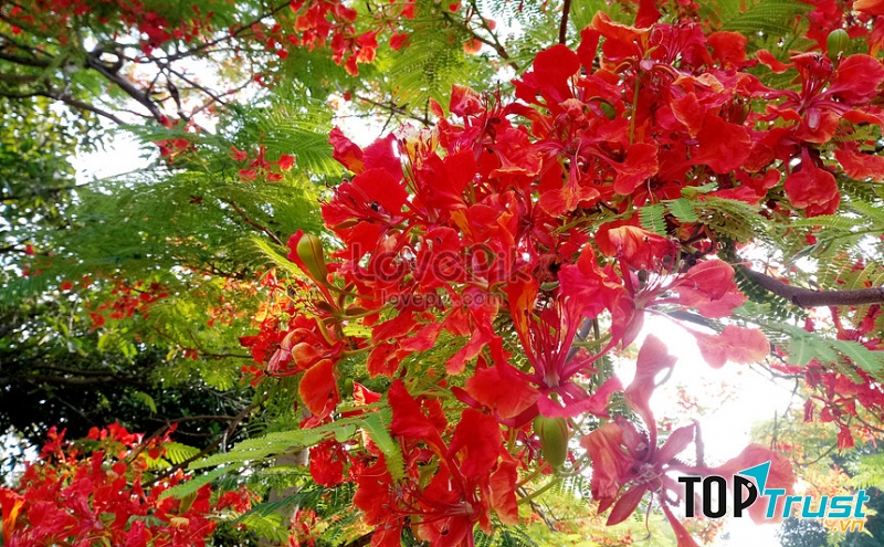 Những bông hoa phượng nở rực đón mùa hè