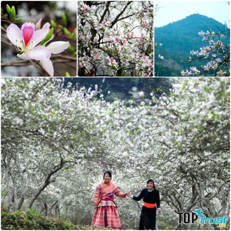 Ban nở trắng xóa núi rừng Điện Biên