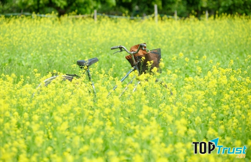 Mùa hoa cải vàng