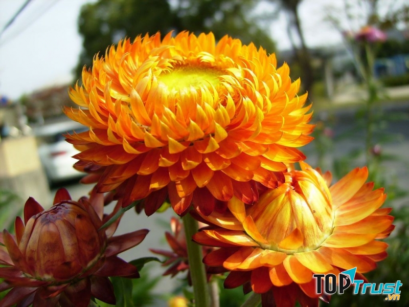 Hoa Cúc Bất Tử,