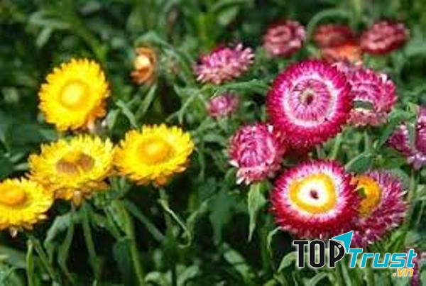 Hoa Cúc Bất Tử,