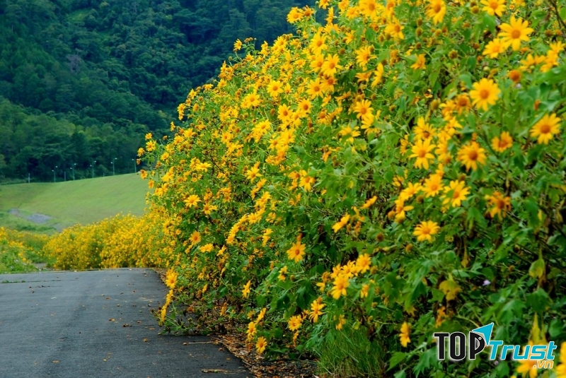 Mùa hoa dã quỳ vàng