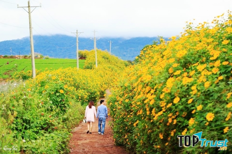 Mùa hoa dã quỳ vàng
