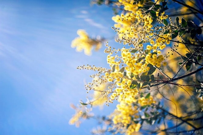 Mimosa kiêu sa giữa trời Đà Lạt