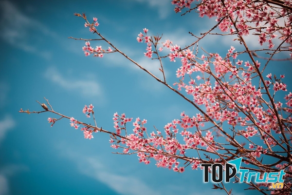 Mùa hoa đào