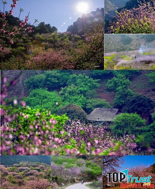 Hoa Đào Mộc Châu