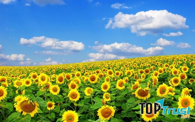 Mùa hoa hướng dương